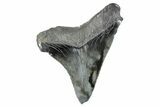 Serrated, Juvenile Megalodon Tooth - South Carolina #275854-1